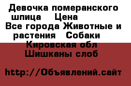 Девочка померанского шпица. › Цена ­ 40 000 - Все города Животные и растения » Собаки   . Кировская обл.,Шишканы слоб.